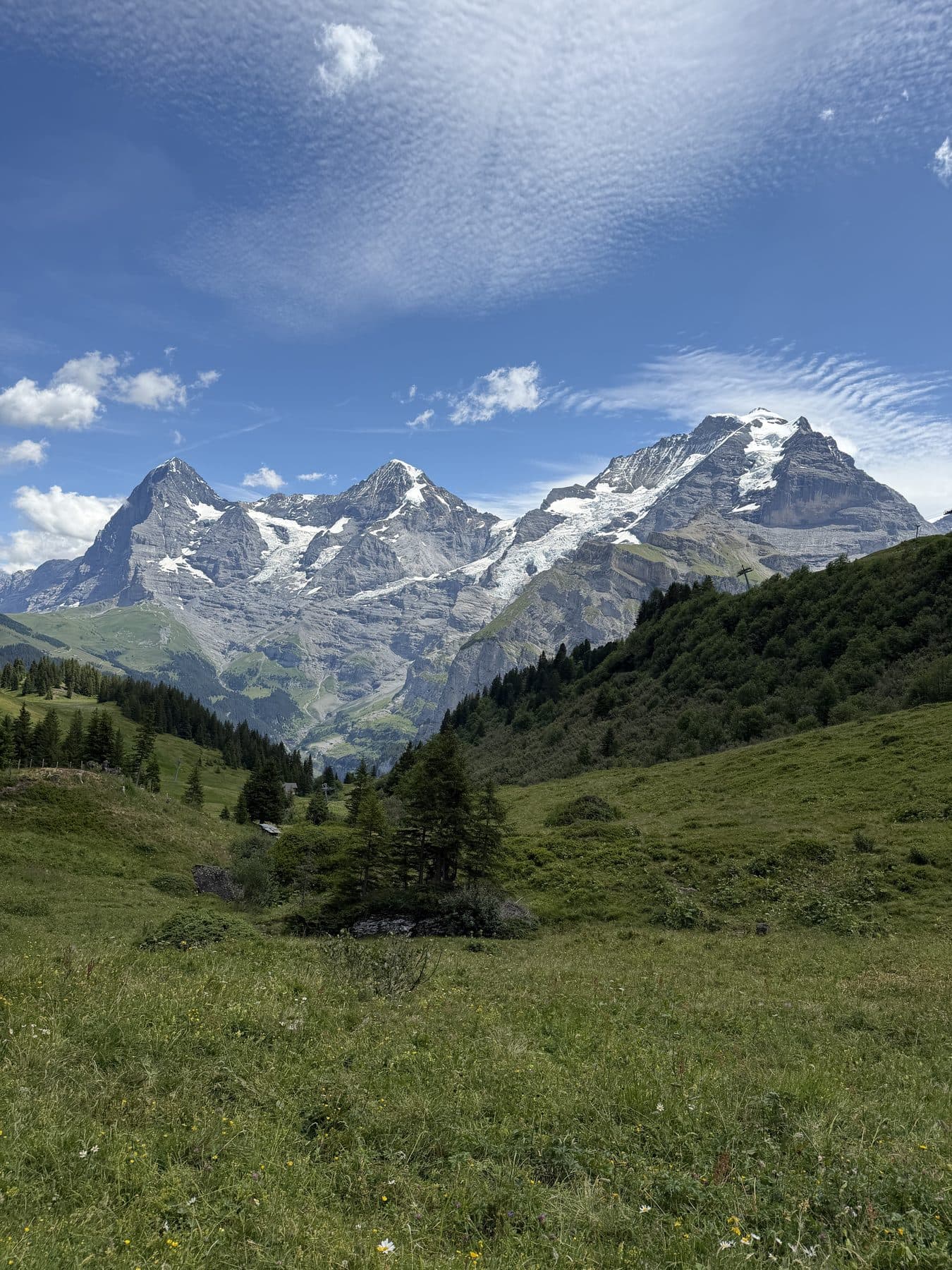 Wildflower meadow facing the Jungfrau region peaks